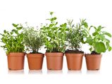 Best Medicinal Plants To Grow At Home
