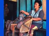 The Story Of An Orangutan Who Was Used As A Sex Slave!