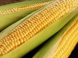 Why Eating Corn Is Good During Monsoon