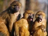How A Tiger's Roar Killed A Monkey's Family!
