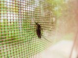 Researchers Find A Breakthrough In Malaria Treatment; 6 Ways To Prevent Malaria
