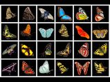 What Do These Butterflies Reveal About Your Birthday Month
