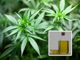 Know About These 10 Amazing Health Benefits Of Cannabis Oil