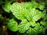 10 Unusual Health Benefits Of Peppermint Leaves (Pudina) You Might Not Be Aware Of