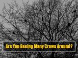 What Does It Mean When You See Crows Around