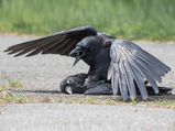 Video Of Crows Having Sex With A Dead Crow!