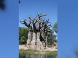 Why Are 2500-year-old Baobab Trees In Africa Dying Suddenly?