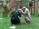Crazy Video Of Hairless Chimpanzees Fighting