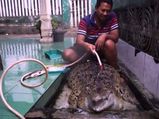 This Guy Has Adopted A Crocodile That Is Now A Member Of The Family