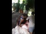 Can You Believe, This Man Got Inside The Stomach Of An Elephant!