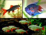 Vastu Tips For Fish Aquariums Kept At Home