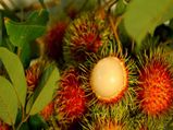 17 Incredible Health Benefits Of Rambutan, Uses, Nutritional Facts & Recipes