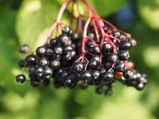 Is Consuming Elderberry Safe For Pregnant Women?