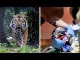 Video Of Tiger Undergoing Root Canal Has Gone Viral