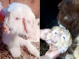 A 'Mutant Goat' Born With Two Heads And Three Ears