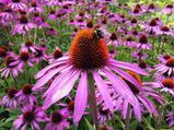 Miracle Herb Echinacea: Uses, Benefits, Side Effects & Recipes