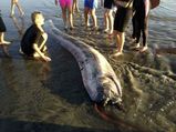 This Giant Fish Washed Up Dead In Japan Raised Fears Of Earthquake Or Tsunami