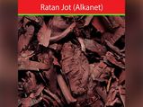 Health Benefits And Uses Of Ratan Jot