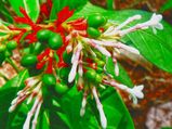 Health Benefits Of Rauwolfia serpentina