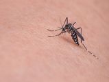 West Nile Fever: Symptoms, Causes And Treatment