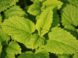 From Treating Insomnia To Preventing Cancer, Lemon Balm Has Fantastic Health Benefits