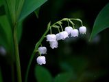 Astonishing Benefits Of Lily Of The Valley, Interactions & Side Effects
