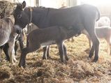 Everything You Need To Know About Donkey Milk Soap