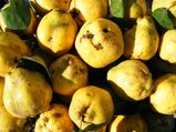 12 Incredible Health Benefits Of Quince, Nutrition And Recipes