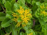 10 Lesser Known Health Benefits Of Rhodiola