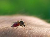 Ayurvedic Remedies For Malaria