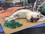 A Bulldog Swallowed 19 Baby Pacifiers!