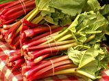 8 Wonderful Health Benefits Of Rhubarb