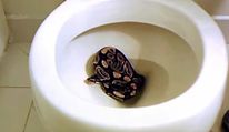 Animals That Might Show Up In Your Toilet