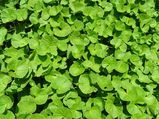 10 Incredible Health Benefits Of Brahmi