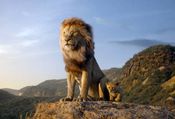 The Lion King or The Lion Queen? Know The Real Story Behind Lion Family Dynamics