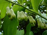 What Is Solomon's Seal? Its Benefits, Side Effects And Recipes