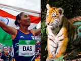 Karnataka Park Names Royal Bengal Cub 'Hima' To Honour India's Golden Girl