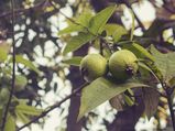 8 Amazing Health Benefits Of Guava Leaves
