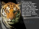 International Tiger Day 2021 : Facts That Will Inspire You To Protect, Conserve Tigers