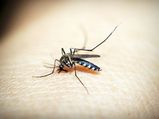 Malaria Parasites Become Resistant To Anti-malaria Drugs: Result Failure In Treatment