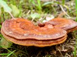 Reishi Mushroom: Health Benefits, Risks & Recipe