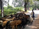 Viral News: Huband Lets Wife Leave With Her Lover In Exchange of 71 Sheep