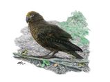 Fossils Of A 19 Million-Year-Old Cannibal Parrot 'Squawkzilla' Found In New Zealand