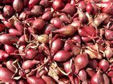 7 Fascinating Health Benefits Of Shallots, Nutrition And Vegan Recipes