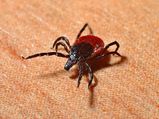 17 Tick-borne Diseases You Should Be Aware Of