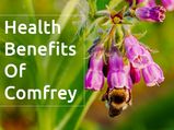 Comfrey: Health Benefits, Side Effects, Prevention And Drug Interaction