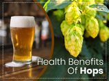 19 Amazing Health Benefits Of Hops