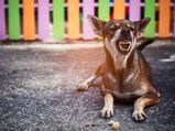 World Rabies Day 2020: What Causes Rabies In Dogs?