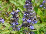 7 Science-backed Health Benefits And Side Effects Of Bugleweed