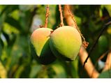 Mango May Help Protect You From Ultraviolet (UV) Radiation